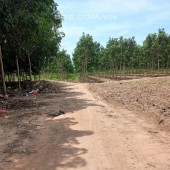 Xuất cảnh cần bán gấp đất vườn cây ăn trái, đất đỏ Bazan, xã Quảng Khê, huyện Đắk Glong,Đắk Nông