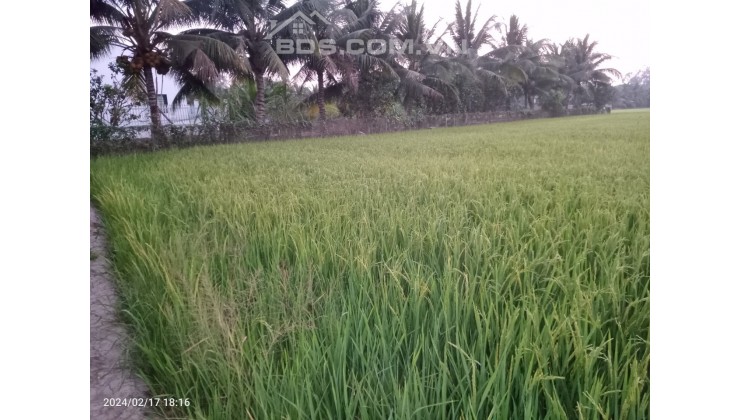 Bán đất nông nghiệp, xã Phú Hữu, huyện An Phú, An Giang