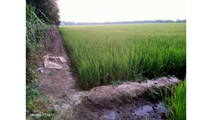 Bán đất nông nghiệp, xã Phú Hữu, huyện An Phú, An Giang