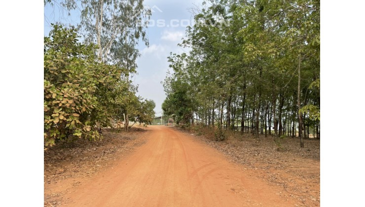 Bán đất xã Minh Thắng huyện Chơn Thành tỉnh Bình Phước diện tích 15800m²