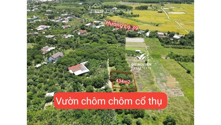 Bán vườn chôm chôm cổ thụ Diên Lâm sát bên Hương Lộ 39