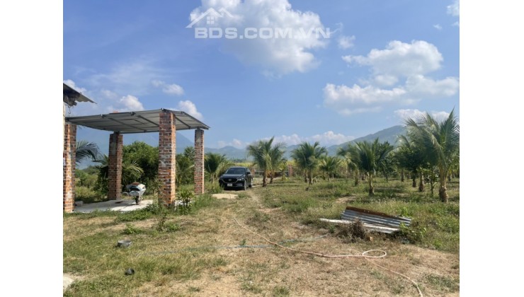 Bán farm nhà yến và vườn dừa Ninh Thượng - Ninh Hòa - giáp suối chảy quanh năm