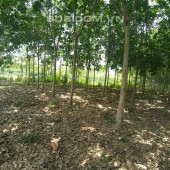 CHỦ KẸT TIỀN GỬI BÁN 5200M2 ĐẤT Ở VĨNH TÂN, TÂN UYÊN