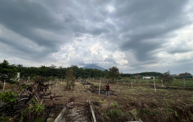 Bán đất hơn 11.000 m2 cây hàng năm TP Tây Ninh. Ô tô đi tới đất. View núi Bà. Tặng căn nhà cấp 4