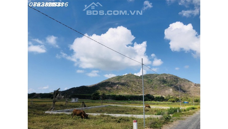 TT Phước Hải view núi Minh Đạm, 689m2 có 315tc, ngang 33m, ra biển 1km, chỉ 3ty7