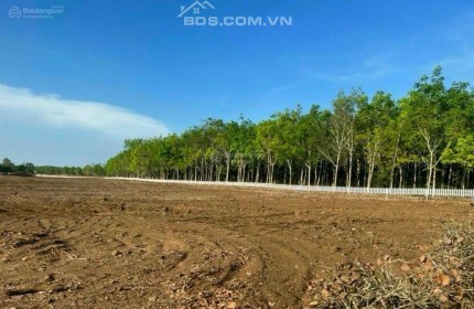 BÁN ĐẤT diện tích 13000m2 Hoà Hưng, Huyền Xuyên Mộc, tỉnh Bà Rịa - Vũng Tàu