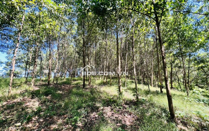 Bán đất nghỉ dưỡng Yên Bình, 11000m2 view thung lũng