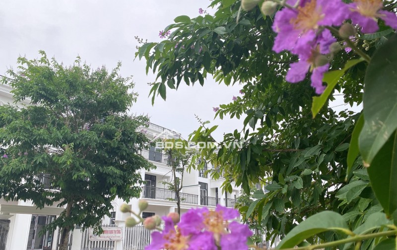Biệt thự song lập 300m2, căn góc 3 mặt thoáng, view Công viên, đẹp như mơ tại HUD Mê Linh, giá chênh nhẹ sau phiên đấu giá của CĐT.