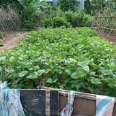 Vạn Phúc 48m2 đất; 2.9tỷ 