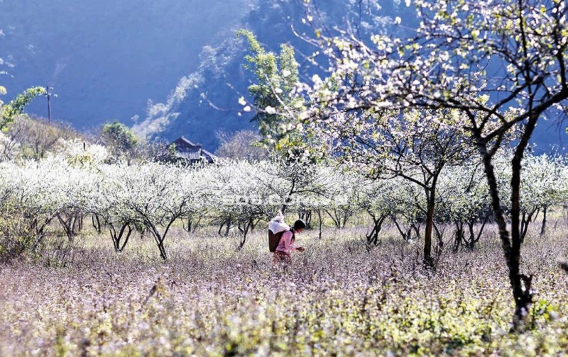 Bán shop house biệt thự tại Panacea Hill Mộc Châu