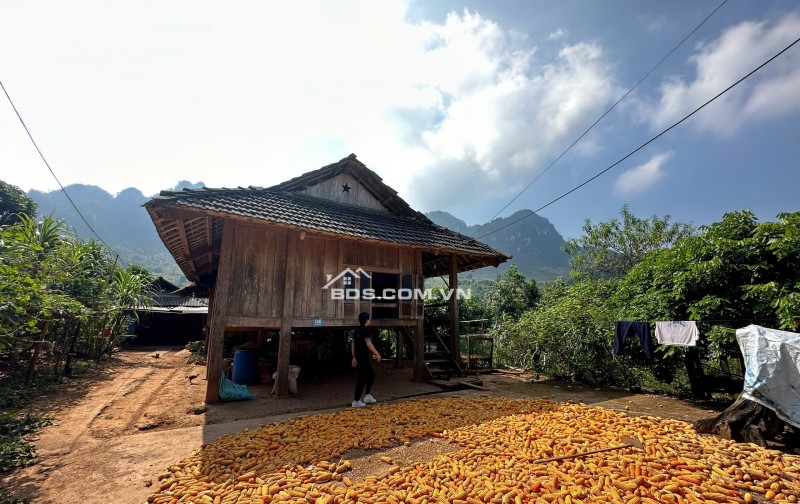 Lô đất Mộc Châu siêu phẩm phù hợp làm Homestay, coffee check in,nghỉ dưỡng