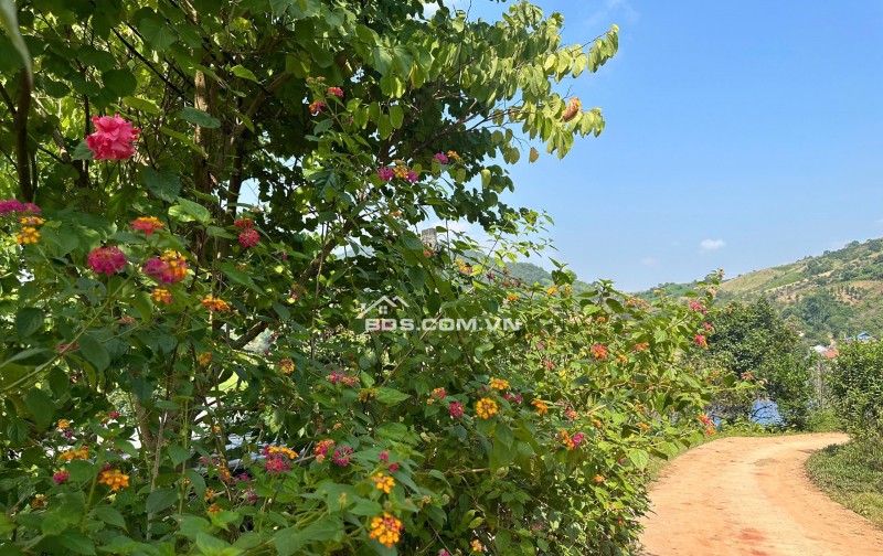 Lô đất Mộc Châu siêu phẩm phù hợp làm Homestay, coffee check in,nghỉ dưỡng