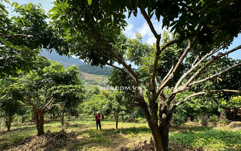 Lô đất Mộc Châu siêu phẩm phù hợp làm Homestay, coffee check in,nghỉ dưỡng