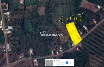 Bán Nhanh 3 sổ (16x50=800m2) đường nhựa 1 xẹt QL13, dân đông, đường thông chỉ nhỉnh 300tr