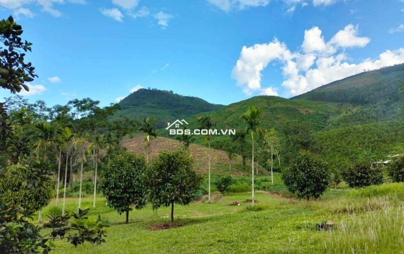 ĐÀ NẴNG – KHU DL SINH THÁI VƯỜN RỪNG (GẦN BÀ NÀ HILL) - 100 HECTA - CHỈ 130 TỶ