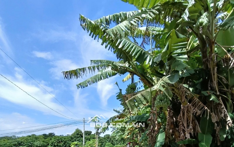 Đất gần sân bay liên Khương. Thổ cư. Gần trung tâm