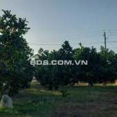 Bán vườn mít Thái đang đậu trái, đã thu hoạch 1năm cách thị xã Lagi 4km