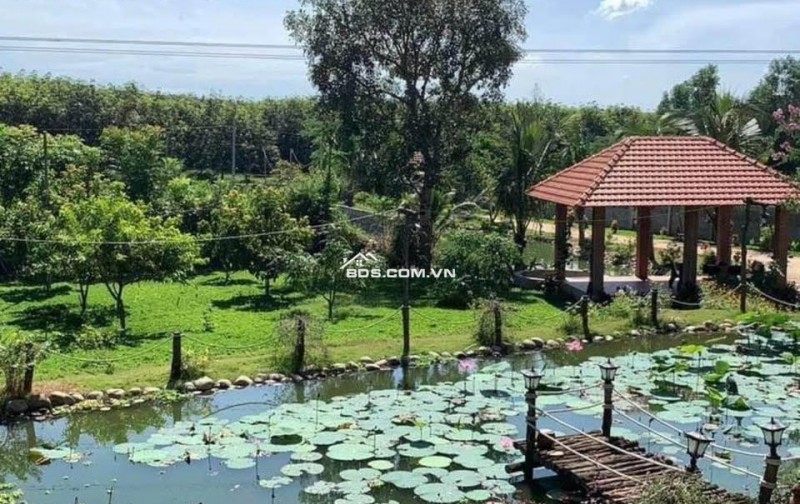 Cần tiền cho con đi XKLD bán nhà vườn 2300m2, 300 tr, có nhà cấp 4 và vườn cây trái.