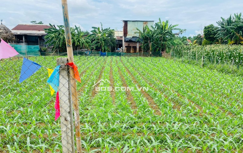 Đất Đại Cường - Đại Lộc diện tích rộng xây nhà vườn, biệt thự