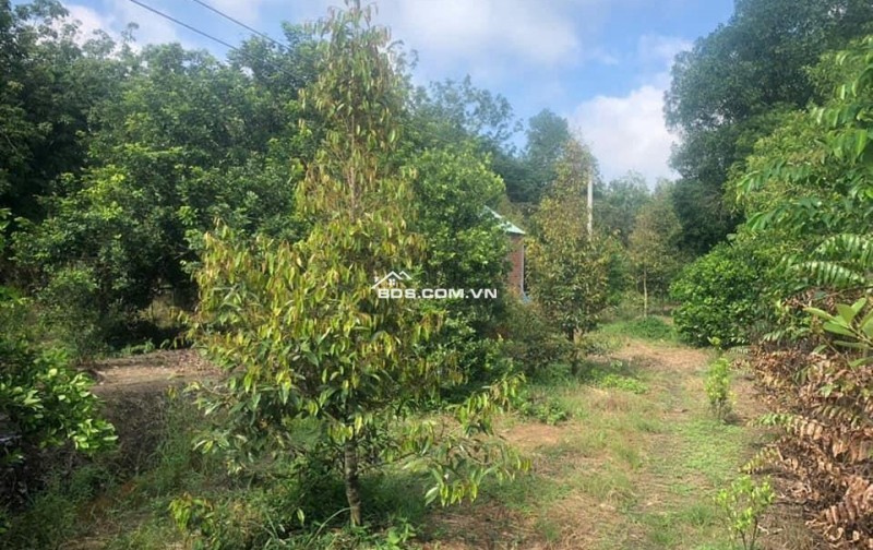 Sang lại miếng đất vườn (29 x 65 = 1.606m2) đã tách 5 SỔ HỒNG RIÊNG, THỔ CƯ, suối, nhà hiện hữu,DT756, 210TR/SỔ