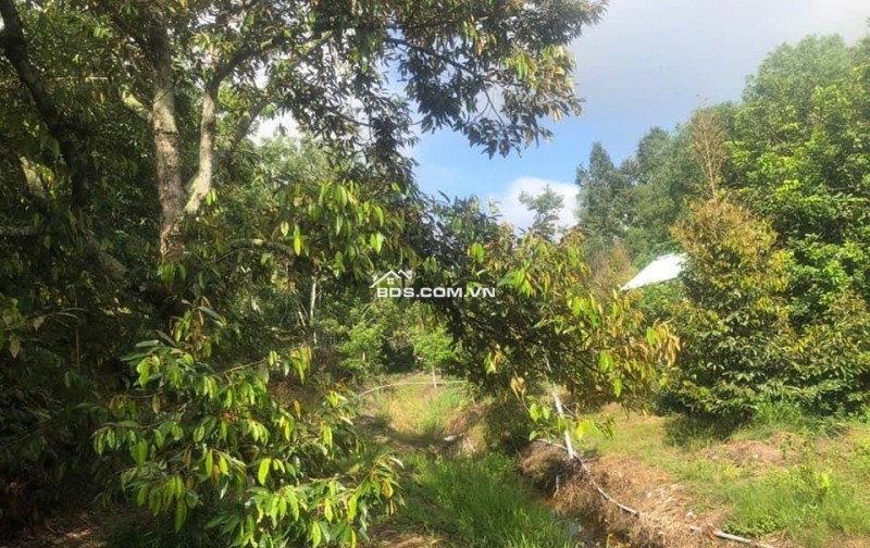Sang lại miếng đất vườn (29 x 65 = 1.606m2) đã tách 5 SỔ HỒNG RIÊNG, THỔ CƯ, suối, nhà hiện hữu,DT756, 210TR/SỔ