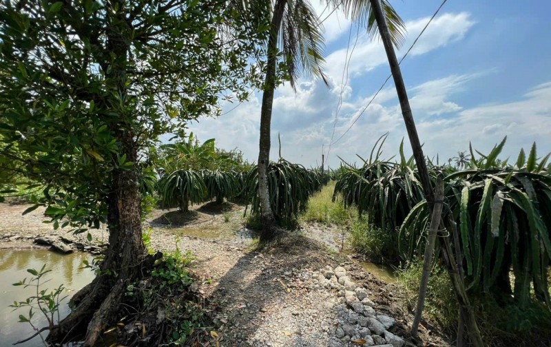 Cần bán đất - trồng cây thanh long tại Ấp Ninh Đồng, Xã Đồng Sơn Huyện Gò Công Tây