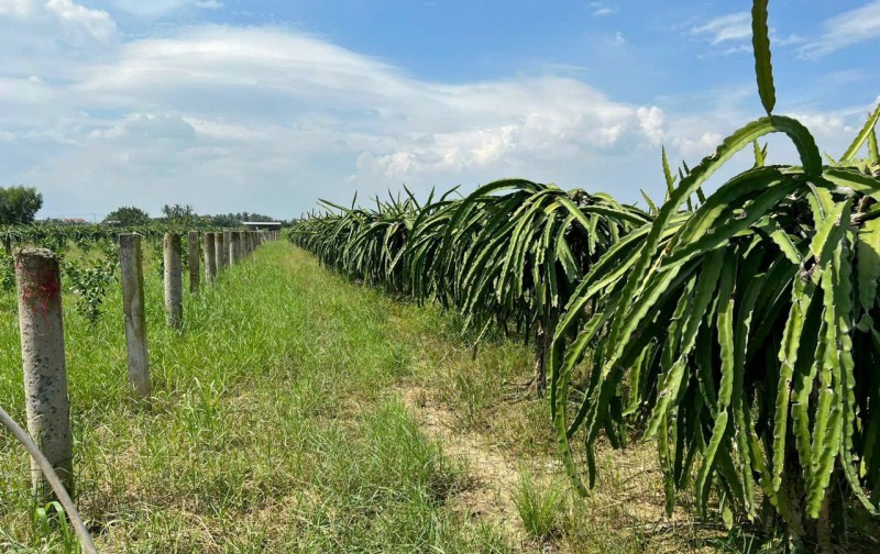 Cần bán đất - trồng cây thanh long tại Ấp Ninh Đồng, Xã Đồng Sơn Huyện Gò Công Tây