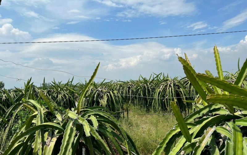 Cần bán đất - trồng cây thanh long tại Ấp Ninh Đồng, Xã Đồng Sơn Huyện Gò Công Tây