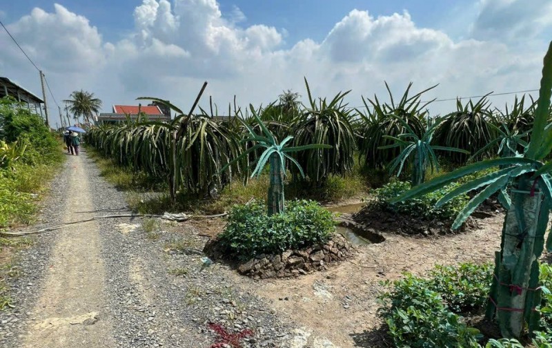 Cần bán đất - trồng cây thanh long tại Ấp Ninh Đồng, Xã Đồng Sơn Huyện Gò Công Tây