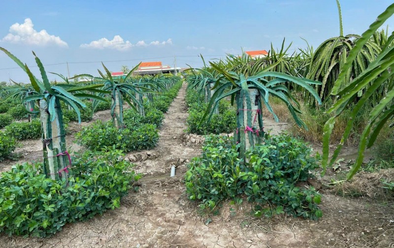 Cần bán đất - trồng cây thanh long tại Ấp Ninh Đồng, Xã Đồng Sơn Huyện Gò Công Tây