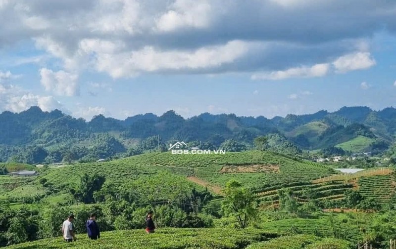 ĐẤT TRUNG TÂM DU LỊCH MỘC CHÂU GIÁ SIÊU RẺ