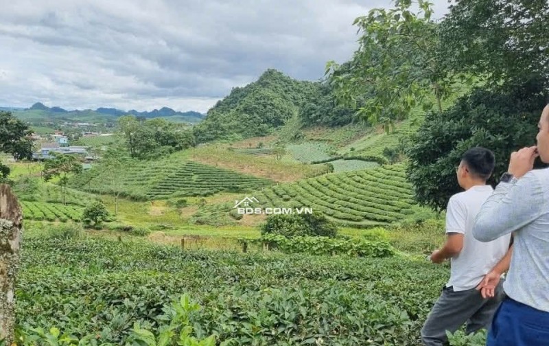 ĐẤT TRUNG TÂM DU LỊCH MỘC CHÂU GIÁ SIÊU RẺ