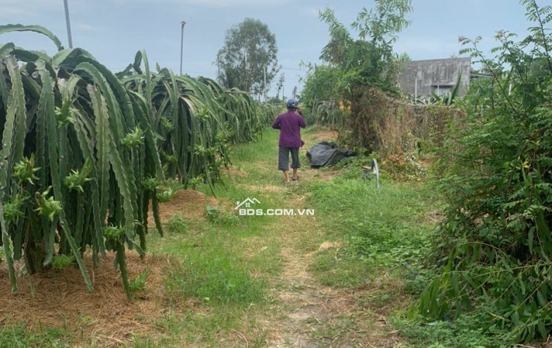 Đất sào giá ngợp rẻ xã Tân Hải Thị xã Lagi gần biển dân cư hiện hữu cách biển 4 km