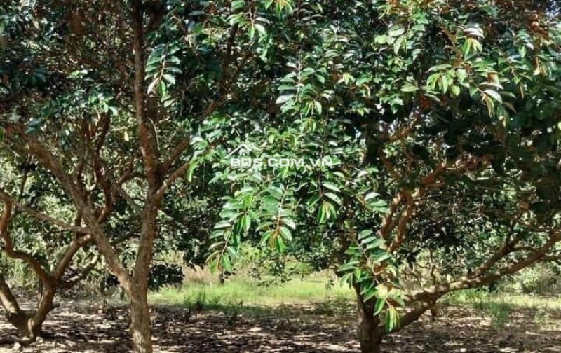 1500m2 giá 300 triệu, nhà chòi nhậu bao mát