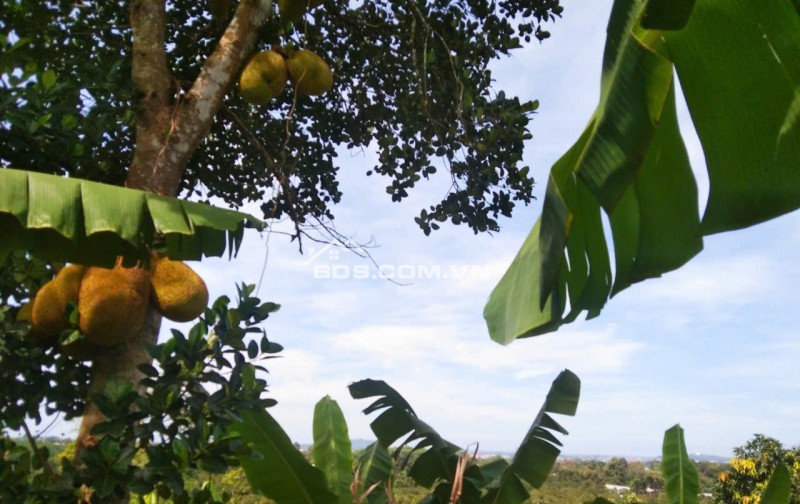 CƠ HỘI ĐẦU TƯ NĂM MỚI ĐẤT VƯỜN GIA KIỆM SẴN NHÀ NHỎ, CÂY ĂN TRÁI GIÁ CHỈ 800 TRIỆU SỞ HỮU