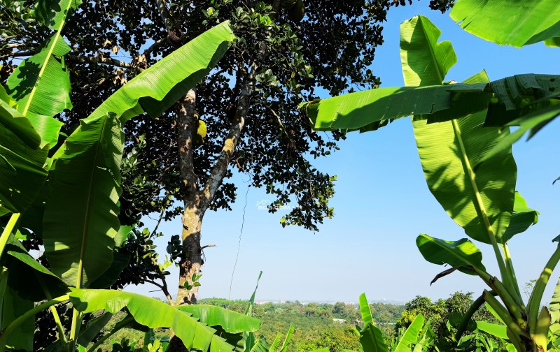 CƠ HỘI ĐẦU TƯ NĂM MỚI ĐẤT VƯỜN GIA KIỆM SẴN NHÀ NHỎ, CÂY ĂN TRÁI GIÁ CHỈ 800 TRIỆU SỞ HỮU