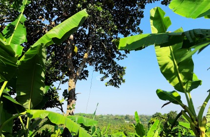 CƠ HỘI ĐẦU TƯ NĂM MỚI ĐẤT VƯỜN GIA KIỆM SẴN NHÀ NHỎ, CÂY ĂN TRÁI GIÁ CHỈ 800 TRIỆU SỞ HỮU