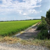 Chính Chủ Bán 1 Mẫu Đất Lúa Tại Huyện Thủ Thừa xã Long Thuận Long An