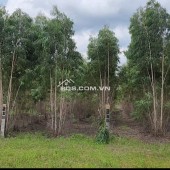 Chính Chủ Bán 2,263m2 Đất Bạch Đàn Tại Đường số 24, Xã Tân Xuân, Huyện Hàm Tân