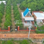 C SANG MỸ ĐỊNH CƯ KHÔNG AI CHĂM VƯỜN NÊN CẦN NHƯỢNG LẠI VƯỜN SẦU RIÊNG HIỆN TẠI CÓ 300 CÂY SẦU RIÊNG ĐÃ CHO TRÁI VÀ NHÀ TRÊN ĐẤT