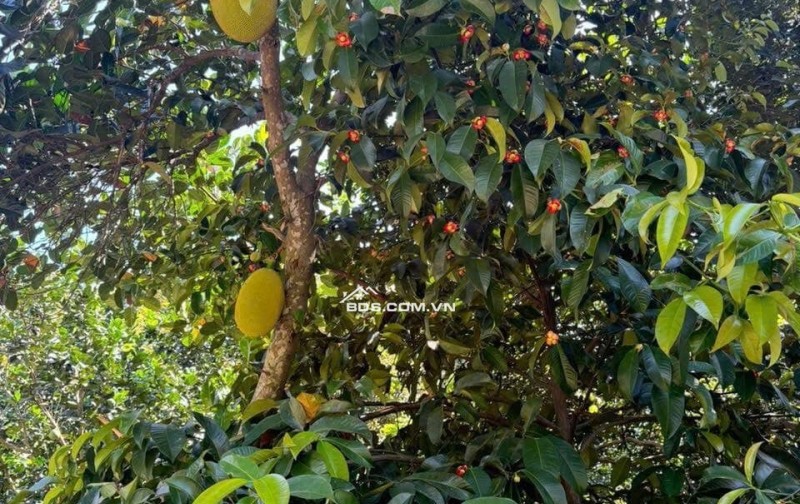 Ra nhanh lô đất view Hồ Trị An - giá ưu đãi có thương lượng