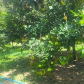 BẠN VÈ QUÊ GỬI BẢN VƯỜN CÂY ĂN TRÁI TẠI BÌNH DƯƠNG