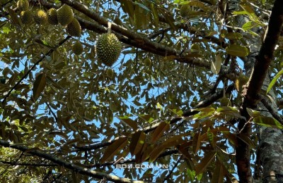 Ra nhanh lô đất view Hồ Trị An - giá ưu đãi có thương lượng