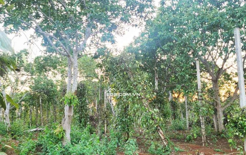 CƠ HỘI ĐẦU TƯ – NGAY LÔ ĐẤT 1.3HA GIÁ CHỈ 650 TRIỆU/SÀO! CUÔR ĐĂNG GIÁP HÒA THUẬN-BUÔN MATHUỘT - ĐĂK LĂK