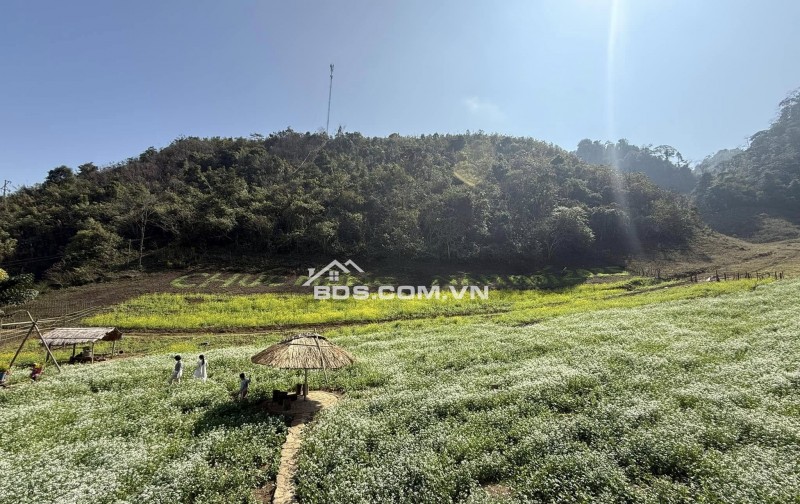 Bán 820m2 đất sổ đỏ chính chủ tại Pà Cò, Hang Kia Mai Châu Hoà Bình làm homestay