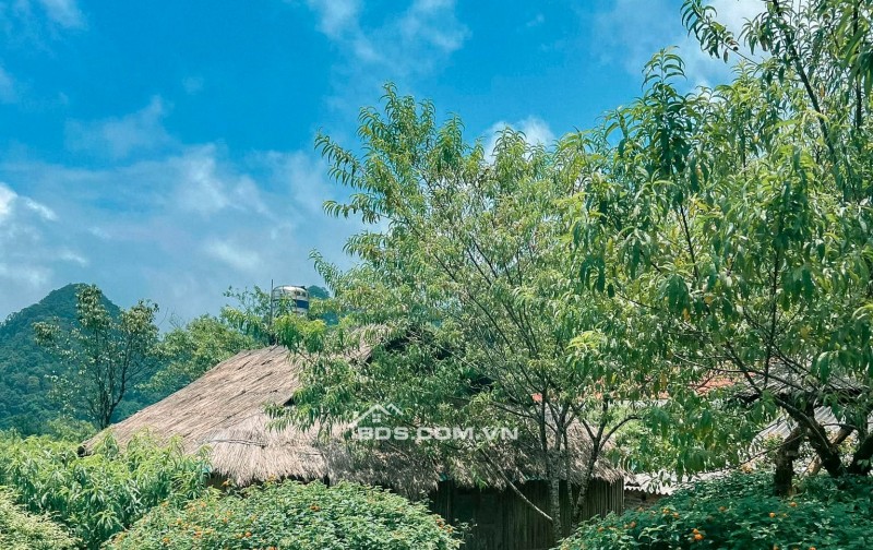 Bán 820m2 đất sổ đỏ chính chủ tại Pà Cò, Hang Kia Mai Châu Hoà Bình làm homestay