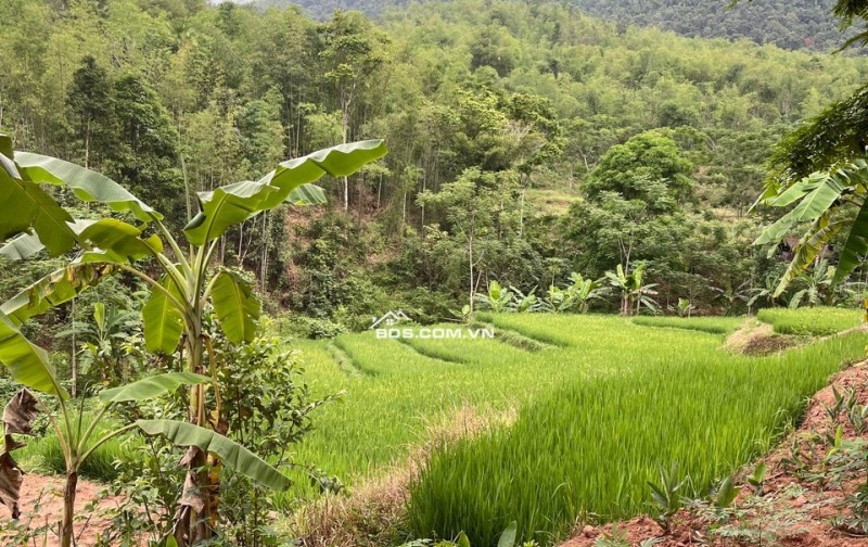 Gia đình cần bán gấp mảnh 1500m trong đó có 300m thổ cư,còn lại là đất vườn tại Bao La,Mai Châu,Hoà Bình
