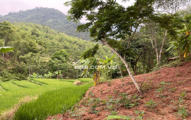 Gia đình cần bán gấp mảnh 1500m trong đó có 300m thổ cư,còn lại là đất vườn tại Bao La,Mai Châu,Hoà Bình