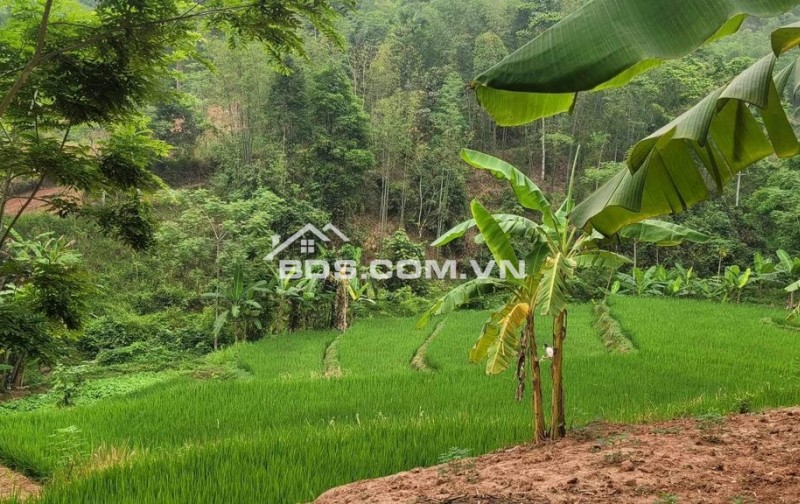 Gia đình cần bán gấp mảnh 1500m trong đó có 300m thổ cư,còn lại là đất vườn tại Bao La,Mai Châu,Hoà Bình