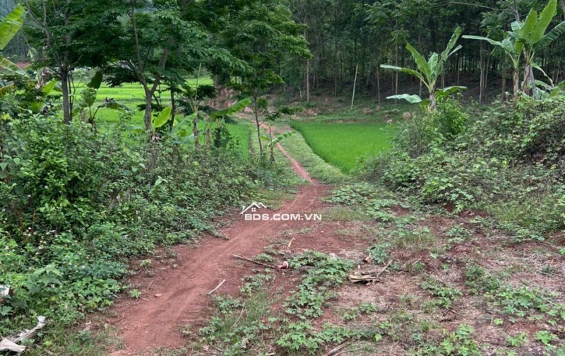 Chính chủ bán 720m2 đất làm homestay ở Pà Cò, Hang Kia giá 950tr
